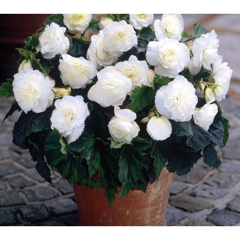 Begonia Nonstop F1 White (Bush Habit) – 10.5cm Pot