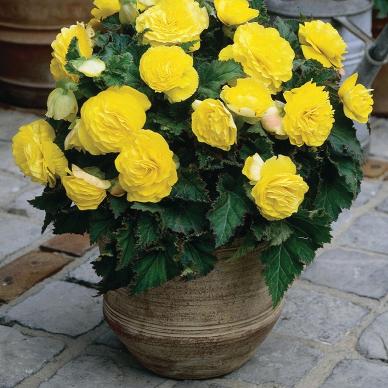 Begonia Nonstop F1 Yellow (Bush Habit) – 10.5cm Pot