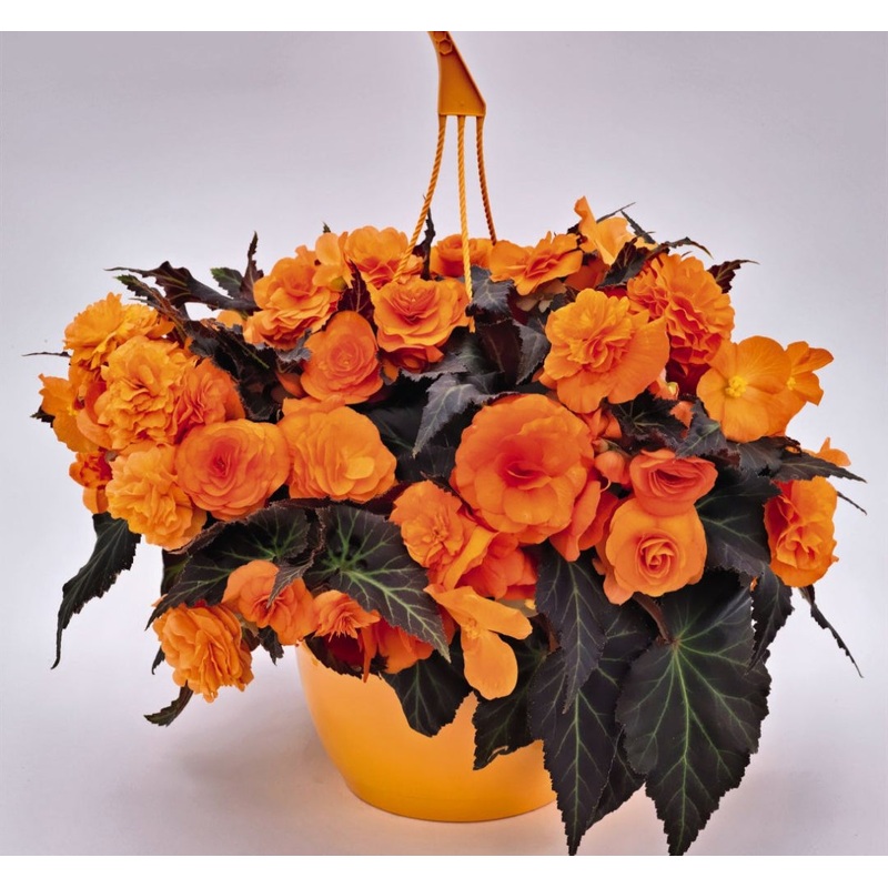 Begonia Nonstop Mocca F1 Bright Orange (Bush Habit) – 10.5cm Pot