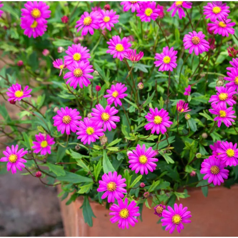 Brachyscome Delight Magenta – 10.5cm Pot