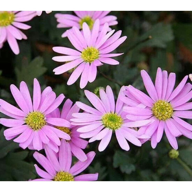 Brachyscome Delight Pink – 10.5cm Pot