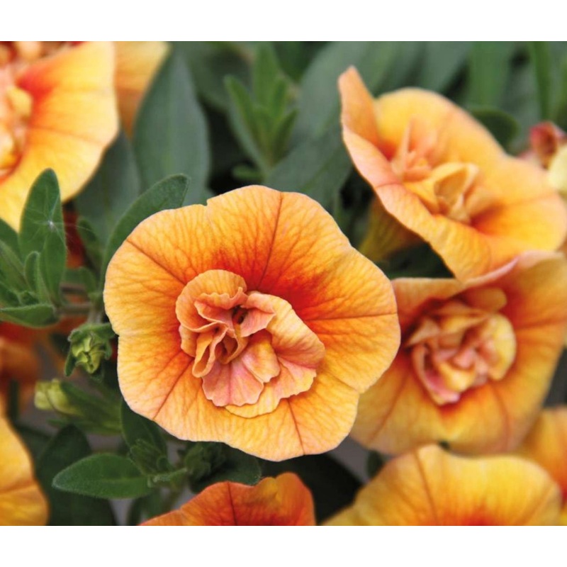 Calibrachoa (Millio Bells) Calita Double Apricot – 10.5cm Pot