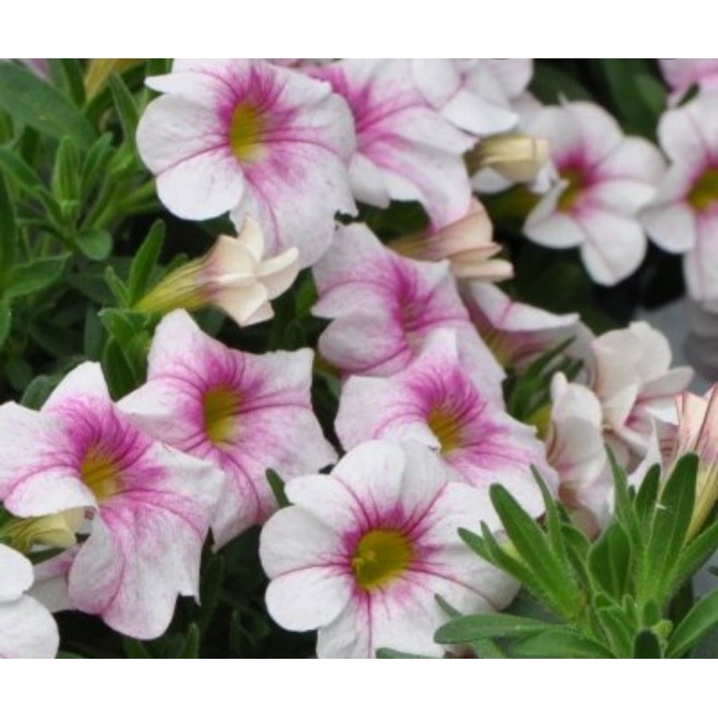 Calibrachoa (Million Bells) Calipetite Pink Vein – 10.5cm Pot