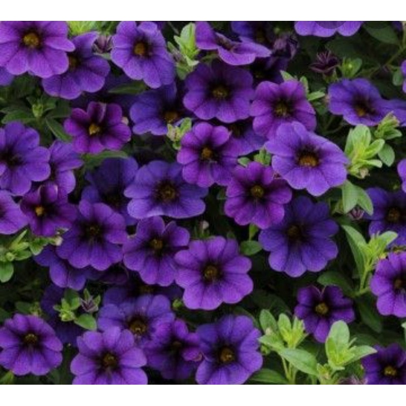 Calibrachoa (Million Bells) Calita Dark Blue – 10.5cm Pot