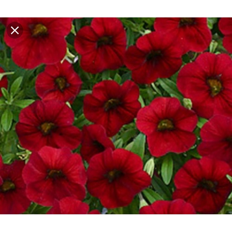 Calibrachoa (Million Bells) Calita Deep Red – 10.5cm Pot