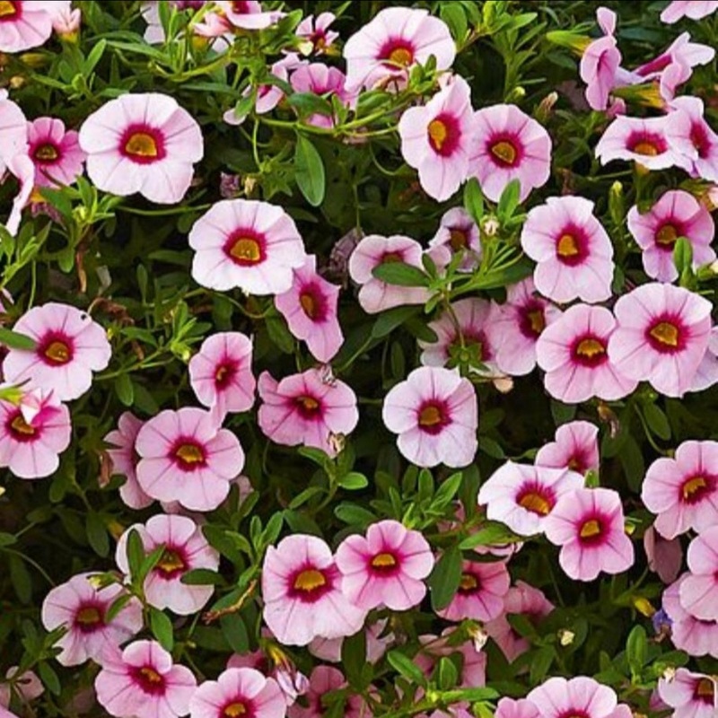 Calibrachoa (Million Bells) Calita Pink Morn – 10.5cm Pot