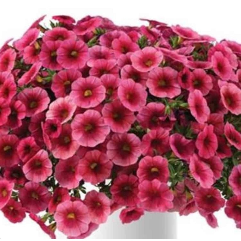 Calibrachoa (Million Bells) Strawberry Eye – 10.5cm Pot