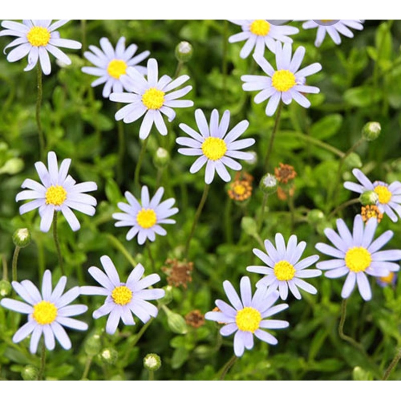 Felicia Felicitara Blue – 10.5cm Pot