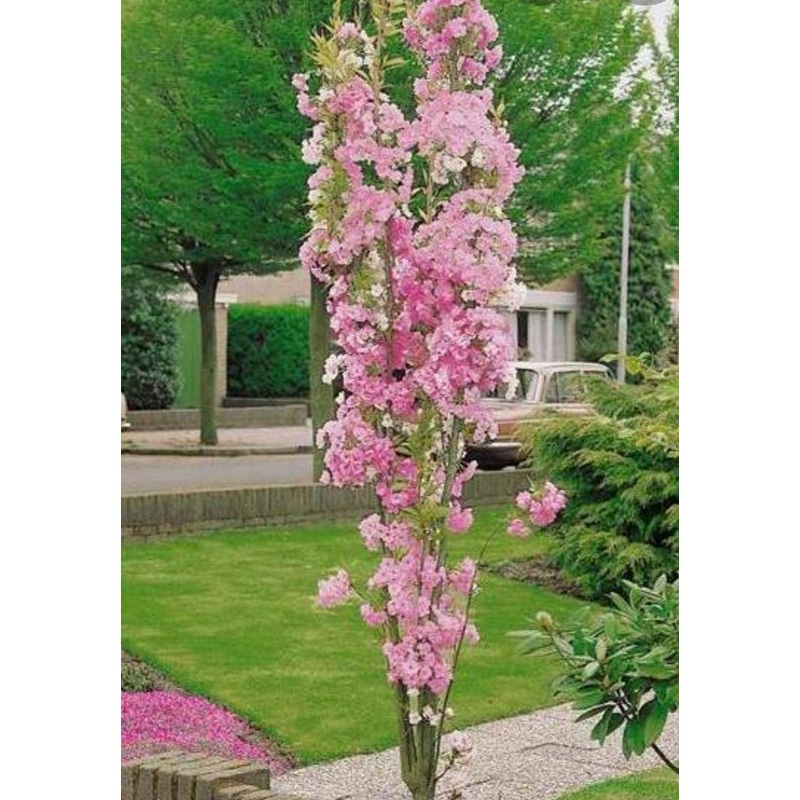 Flowering Cherry Tree – Prunus Amanagowa (Flagpole Cherry Tree) 10 Litre Pot