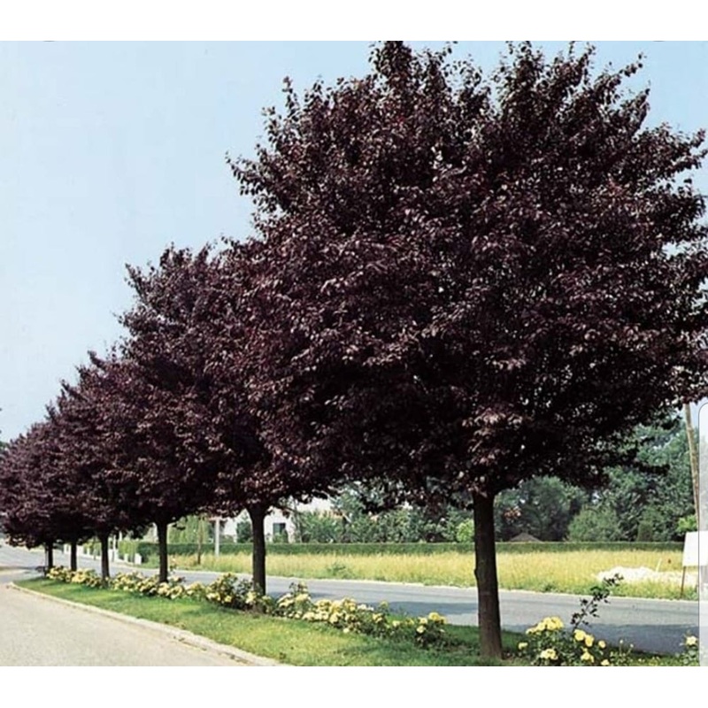 Flowering Cherry Tree – Prunus cerasifera Nigra – 10 Litre Pot