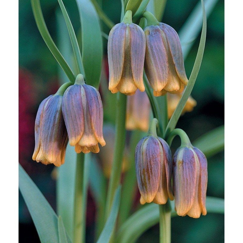 Fritillaria Uva-Vulpis – 10.5cm Pot