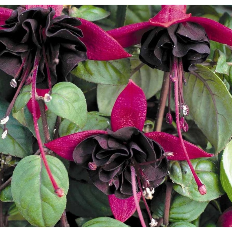 Fuchsia Blacky (Upright Habit) – 10.5cm Pot