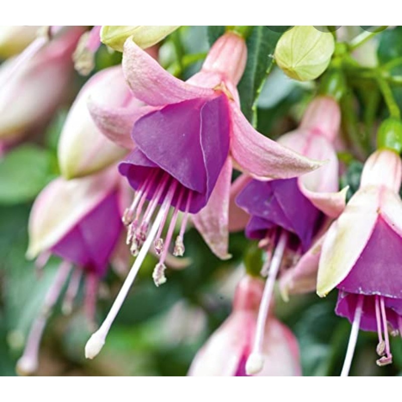 Fuchsia Fuchsita Blush-Violet (Upright + Compact Habit) – 10.5cm Pot