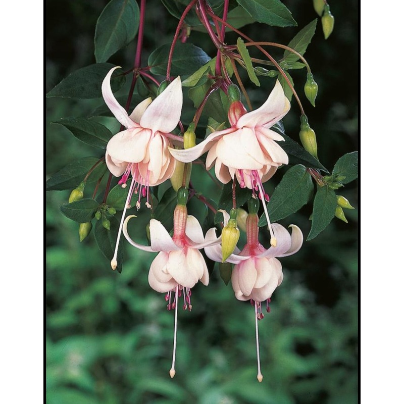 Fuchsia Harry Grey (Trailing Habit) – 10.5cm Pot
