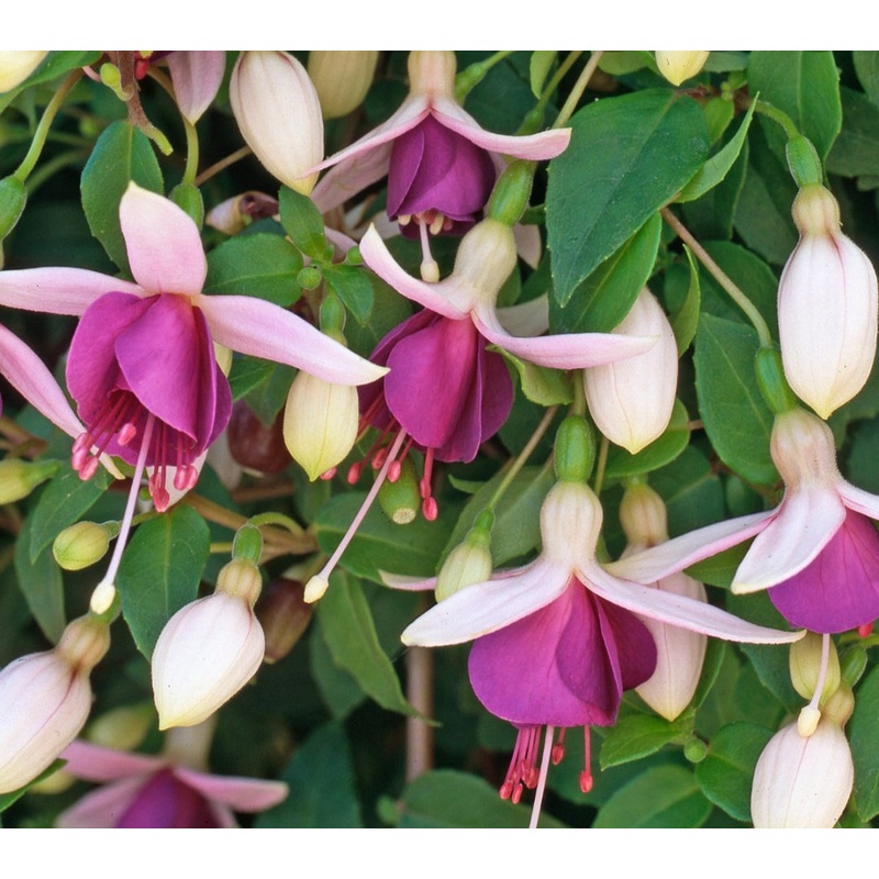 Fuchsia La Campanella (Trailing Habit) – 10.5cm Pot