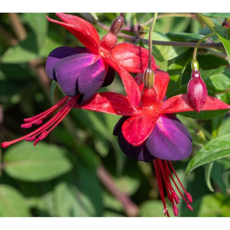 Fuchsia Lady Boothby (Climbing + Hardy Habit) – 10.5cm Pot
