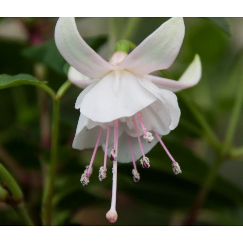 Fuchsia Polar (Upright Habit) – 10.5cm Pot