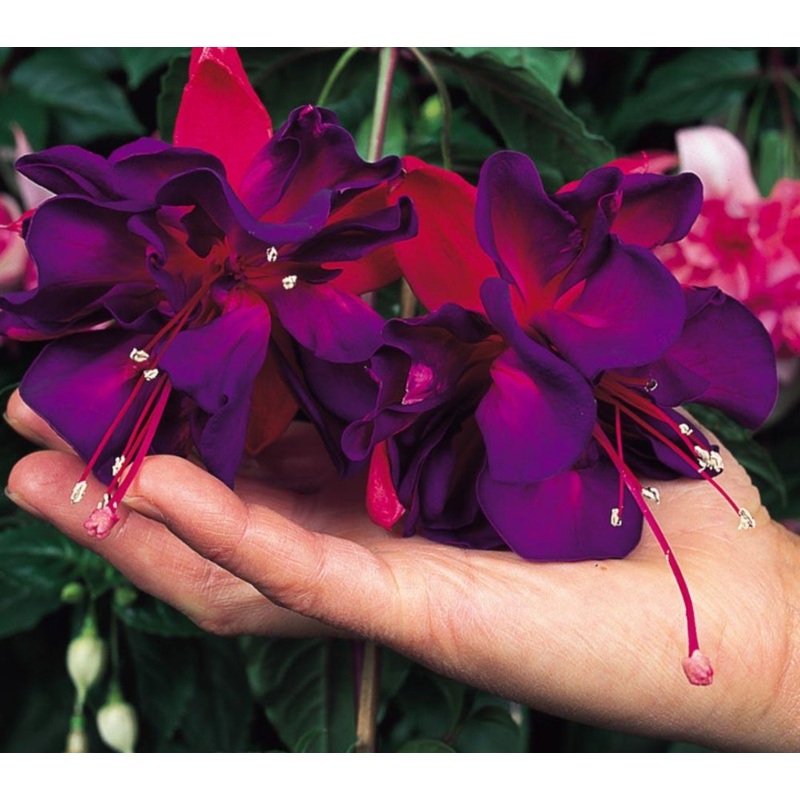 Fuchsia Voodoo (Trailing Habit) – 10.5cm Pot