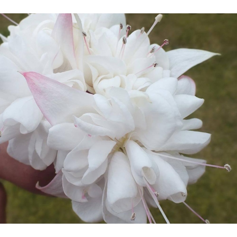 Fuchsia White King (Trailing Habit) – 10.5cm Pot