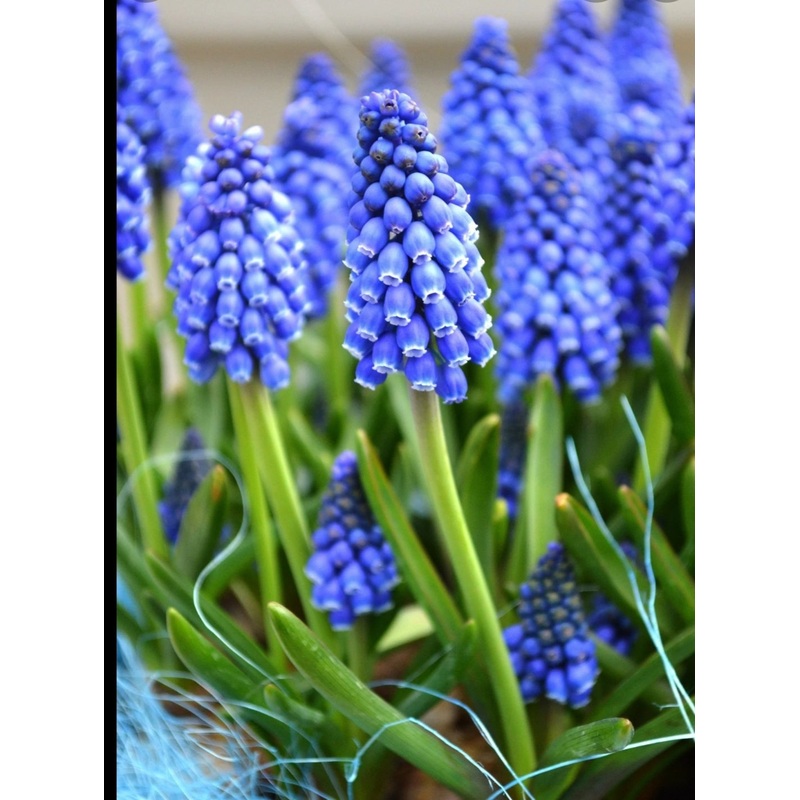 Grape Hyacinths Blue – Muscari – 10.5cm Pot