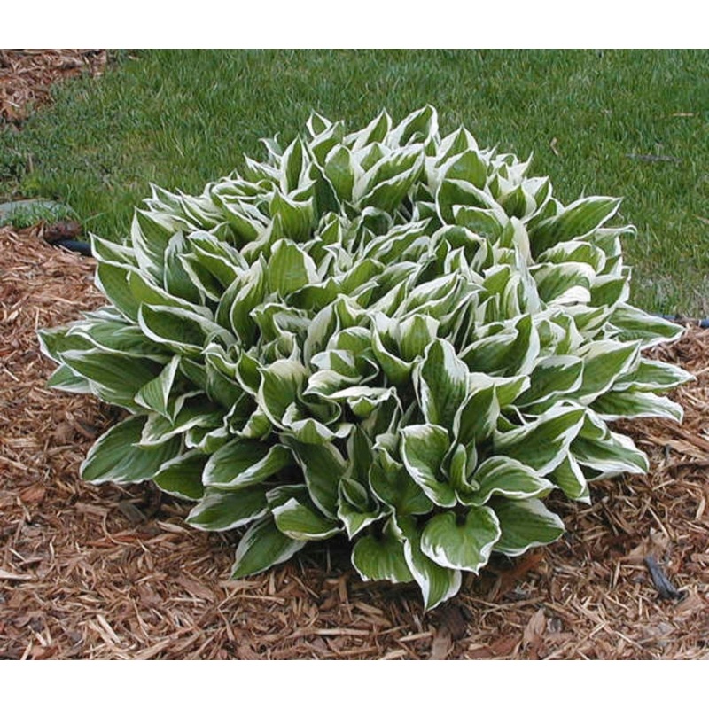 Hosta Albomarginata (Size – Medium) – 2 Litre Pot
