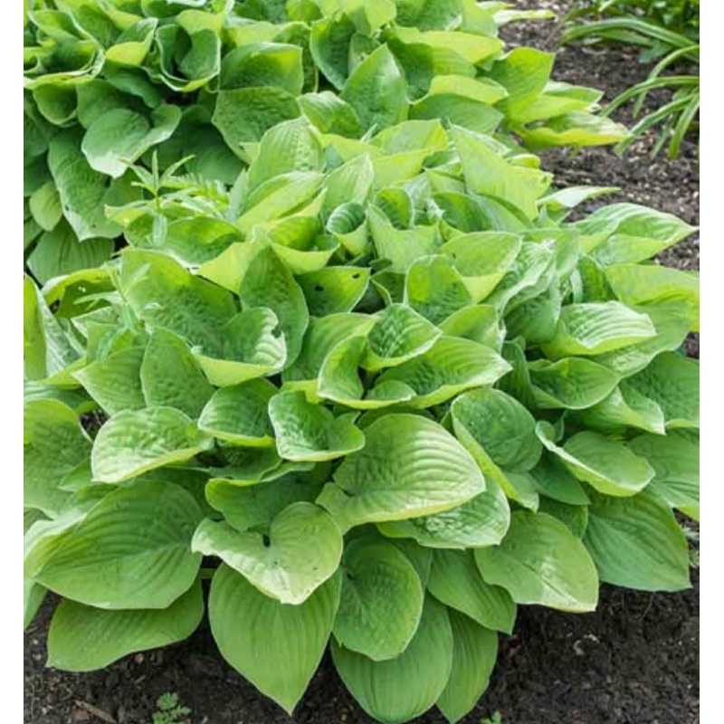 Hosta August Moon (Size – Medium) – 2 Litre Pot