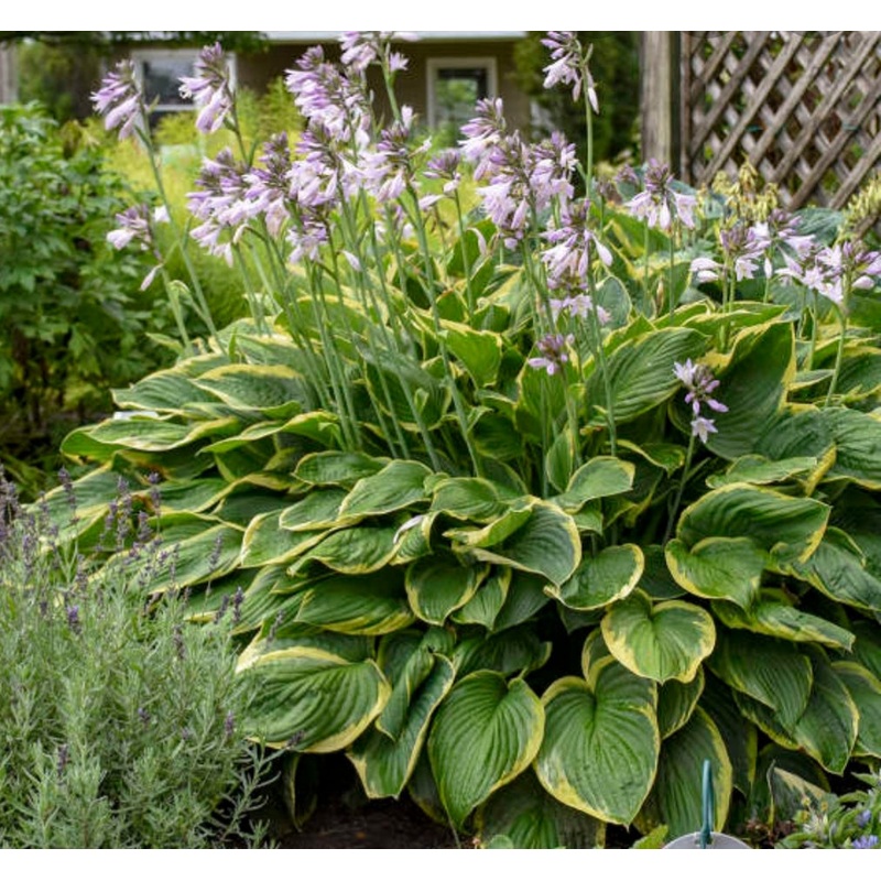 Hosta Aureomarginata (Size – Large) – 2 Litre Pot