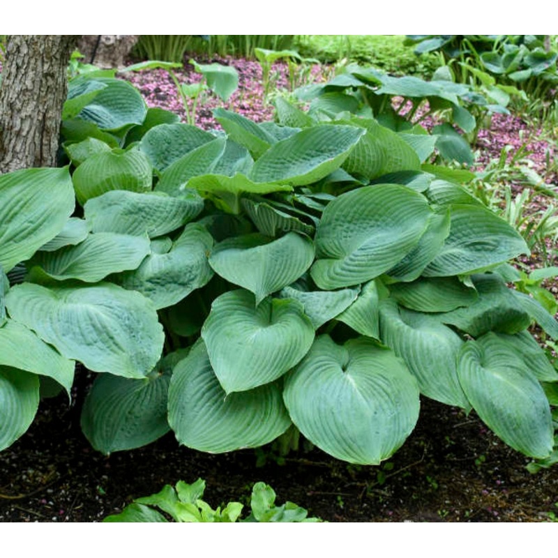 Hosta Big Daddy (Size – Large) – 2 Litre Pot