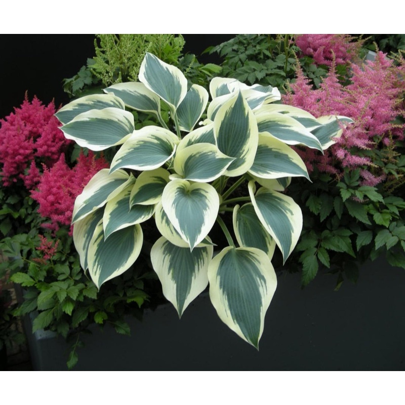 Hosta Blue Ivory (Size – Small) – 2 Litre Pot