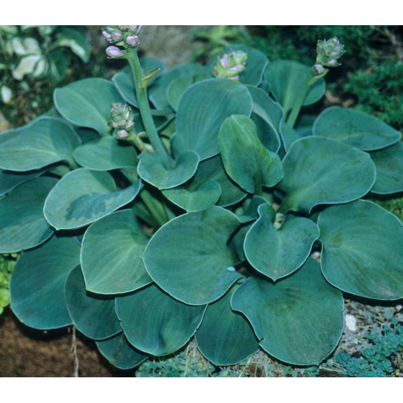 Hosta Blue Mouse Ears (Size – Small) – 2 Litre Pot