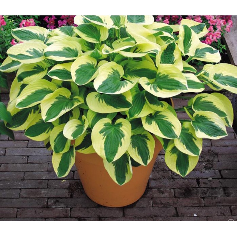 Hosta Brim Cup (Size – Small) – 2 Litre Pot