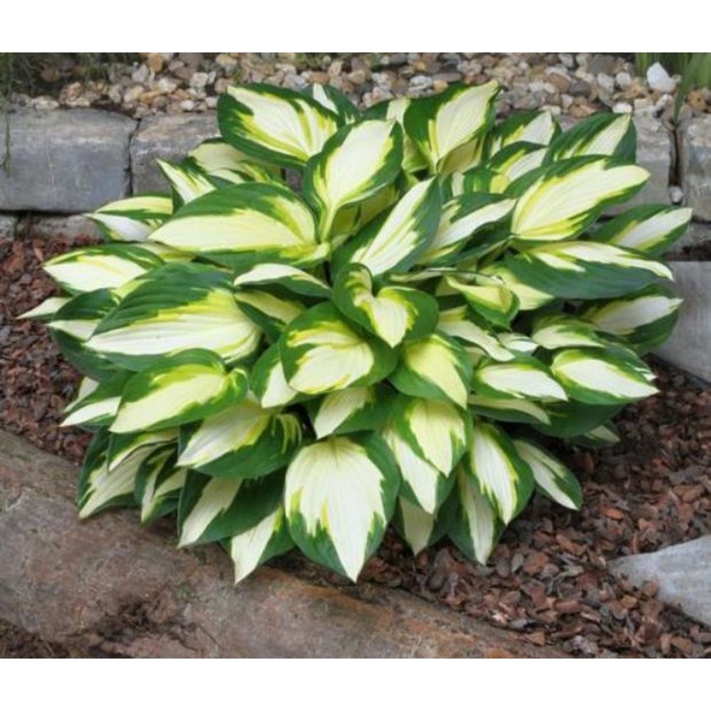 Hosta Color Festival (Size – Medium) – 2 Litre Pot