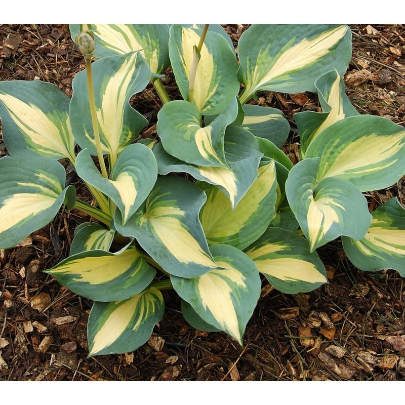 Hosta Dream Queen (Size – Medium) – 2 Litre Pot