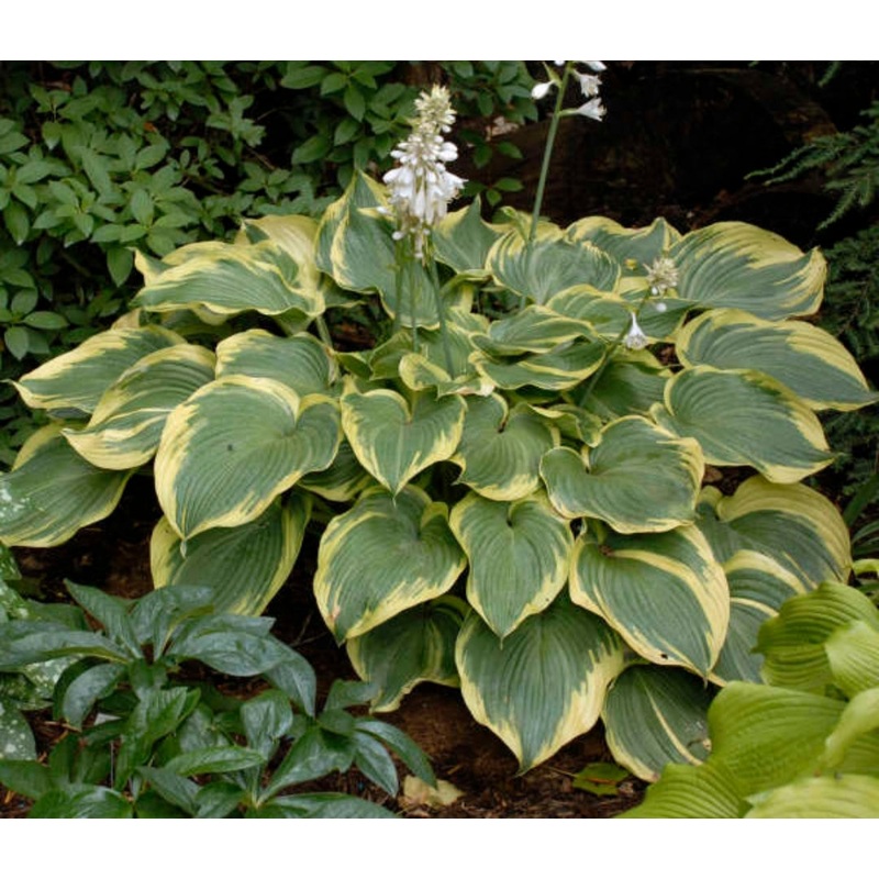 Hosta Earth Angel (Size – Medium) – 2 Litre Pot