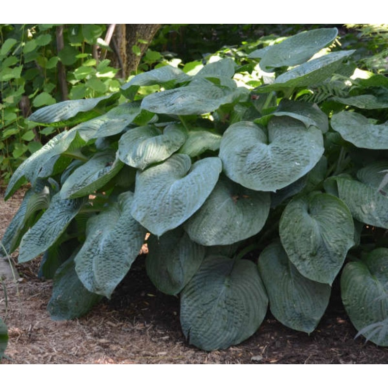 Hosta Elegans (Size – Large) – 2 Litre Pot