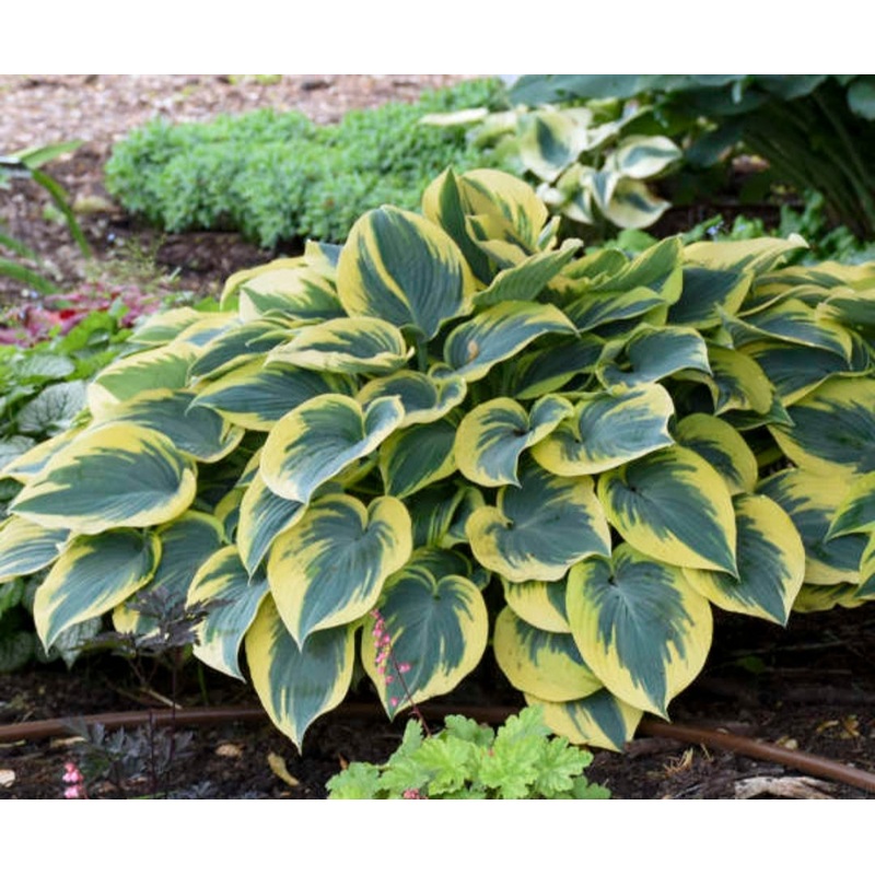 Hosta First Frost (Size – Large) – 2 Litre Pot