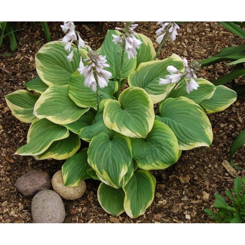 Hosta Fragrant Bouquet (Size – Large) – 2 Litre Pot
