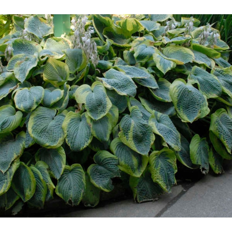 Hosta Frances William’s (Size – Large) – 2 Litre Pot