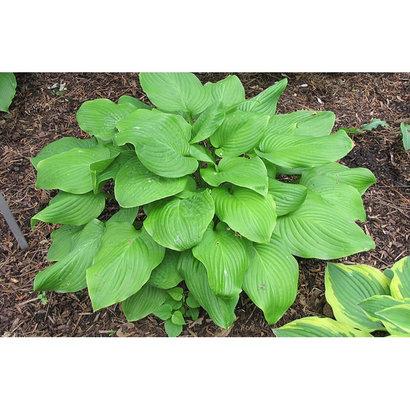 Hosta Fried Bananas (Size – Large) – 2 Litre Pot
