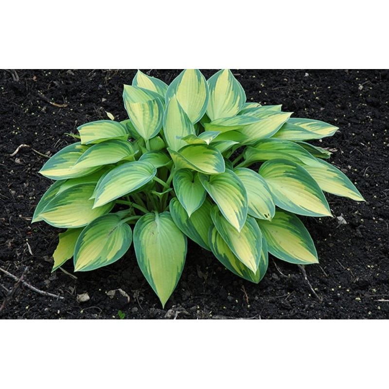 Hosta June (Size – Small) – 2 Litre Pot
