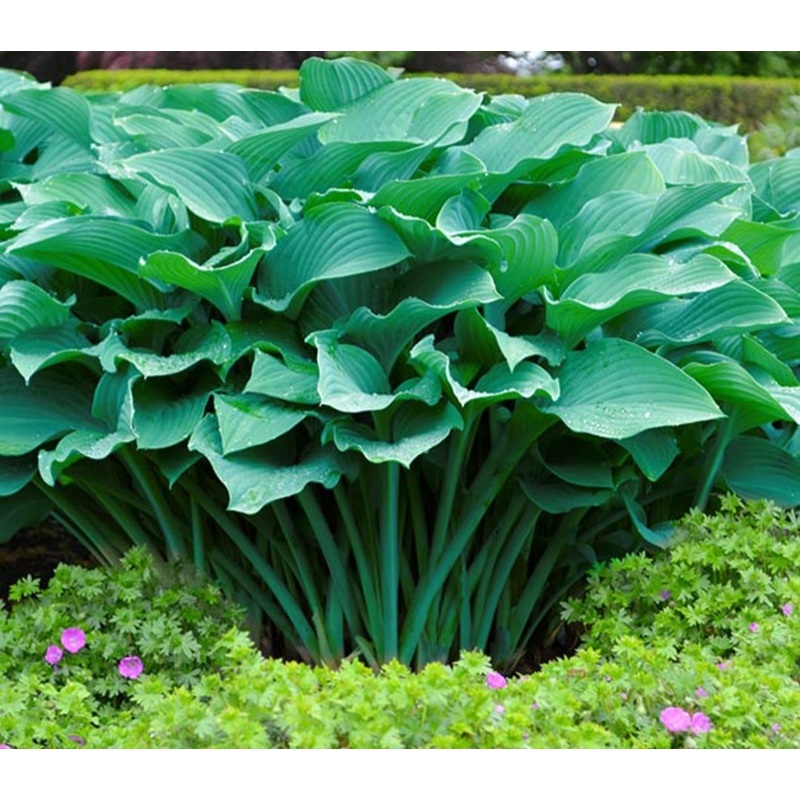 Hosta Krossa Regal (Size – Large) – 2 Litre Pot