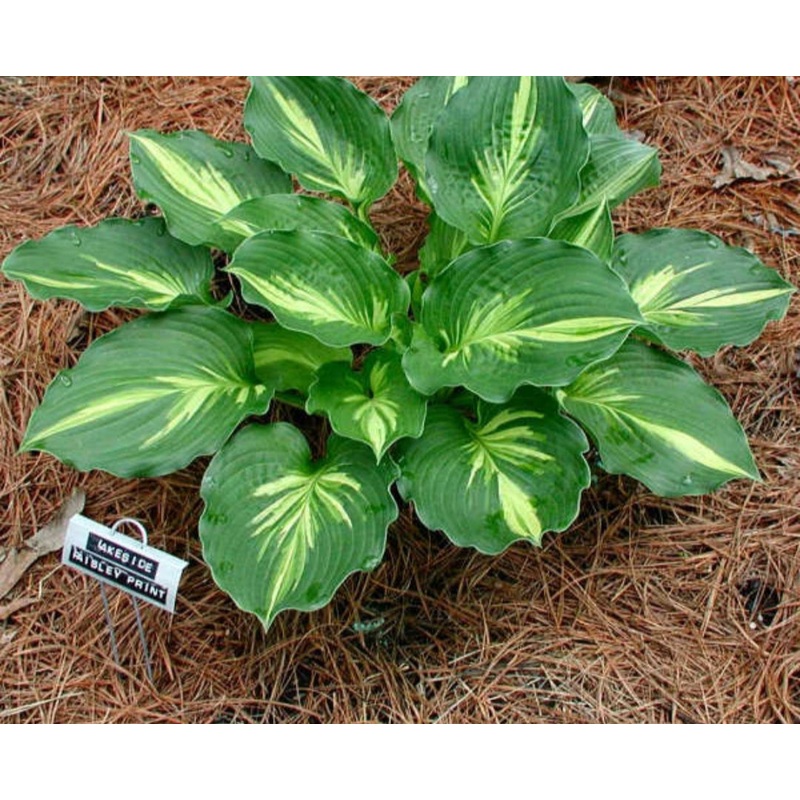 Hosta Lakeside Paisley Print (Size – Medium) – 2 Litre Pot