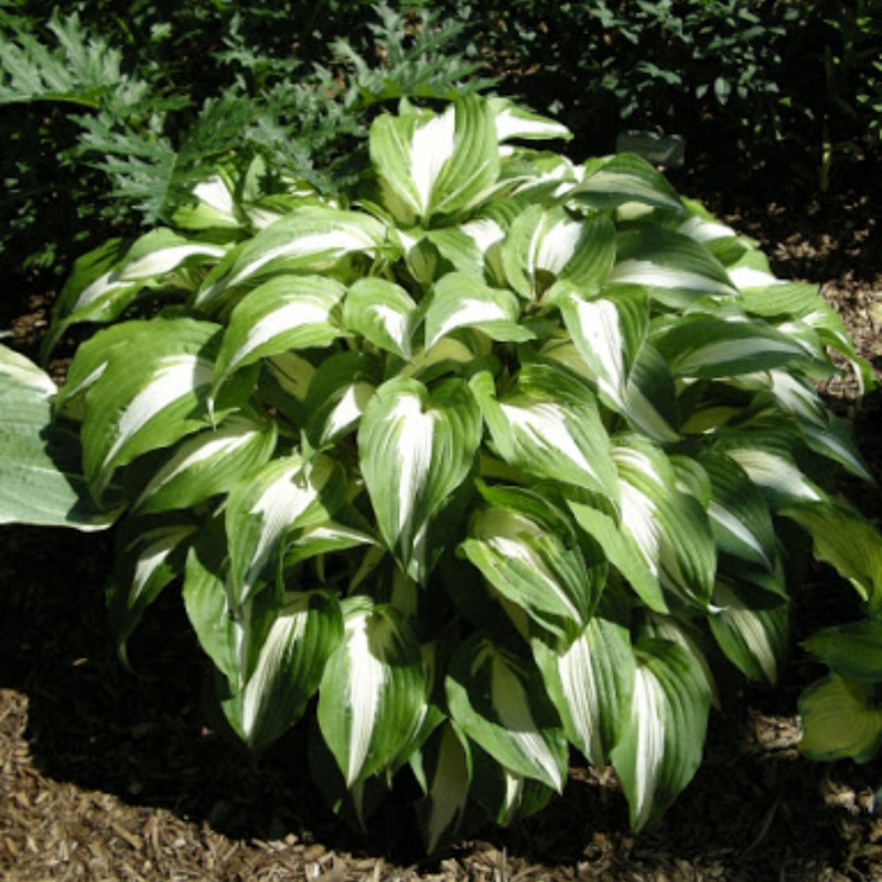 Hosta Night Before Christmas (Size – Medium) – 2 Litre Pot