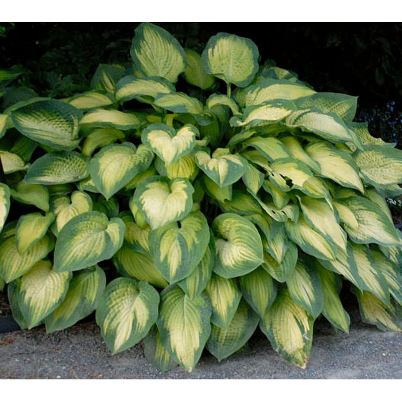 Hosta Paul’s Glory (Size – Large) – 2 Litre Pot