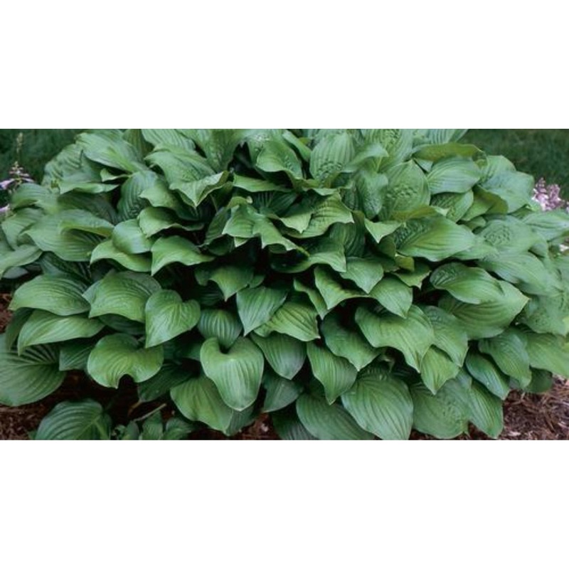 Hosta Royal Standard (Size – Large) – 2 Litre Pot