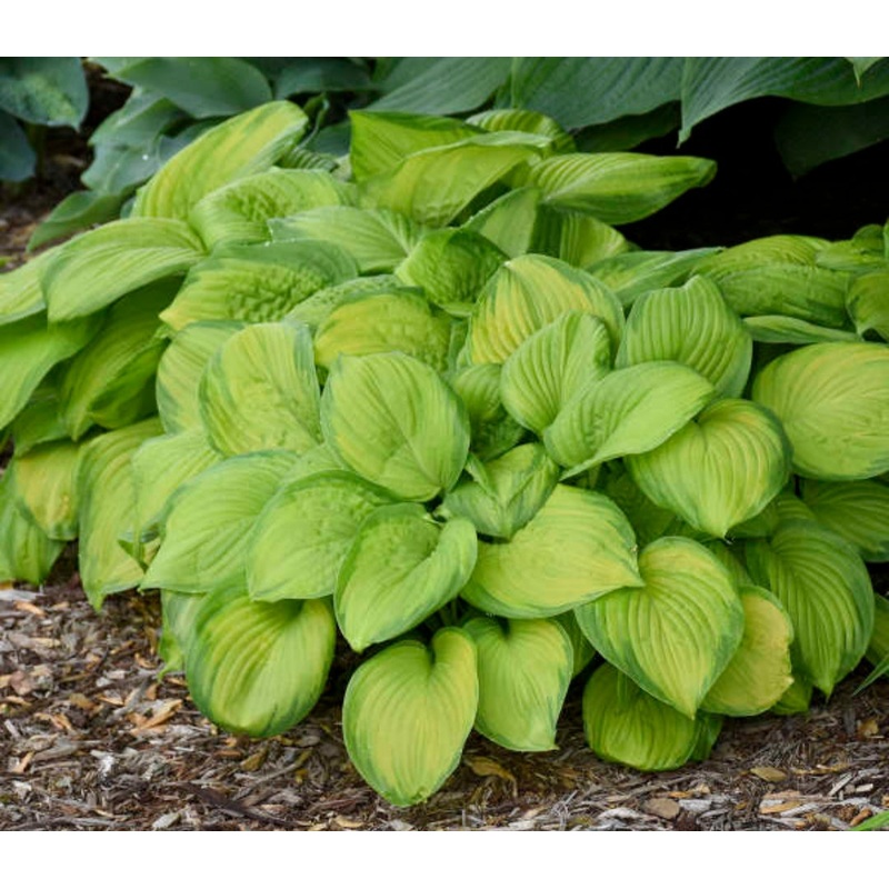Hosta Stained Glass (Size – Medium) – 2 Litre Pot