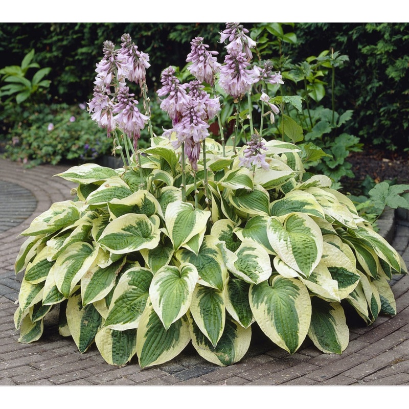 Hosta Wide Brim (Size – Medium) – 2 Litre Pot