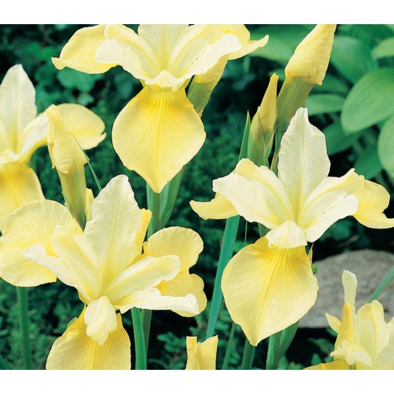 Iris sibirica Butter and Sugar – 2 Litre Pot