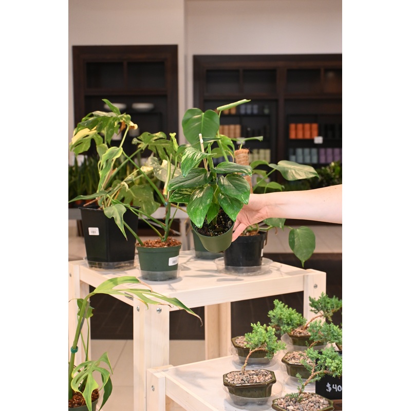 Monstera Standleyana Aurea|4″ Low Color