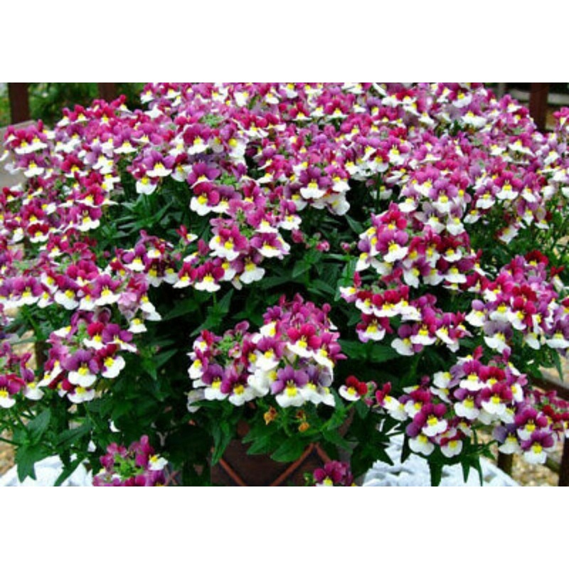 Nemesia  Mareto Burgundy & White – 10.5cm Pot